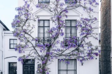 une plante de type glycine pour donner de la valeur à votre maison